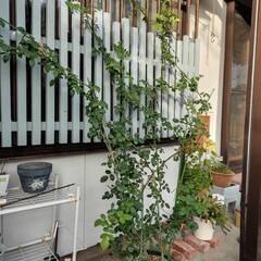 ピンクのツル薔薇　バトンタッチお願いします！！の画像