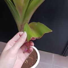 15000円 レア★4 ハマユウ　ハマオモト　9号　赤葉　銅葉の画像