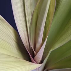 15000円 レア★4 ハマユウ　ハマオモト　9号　赤葉　銅葉の画像