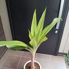 15000円 レア★4 ハマユウ　ハマオモト　9号　赤葉　銅葉の画像