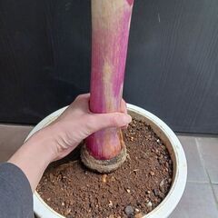 15000円 レア★4 ハマユウ　ハマオモト　9号　赤葉　銅葉の画像