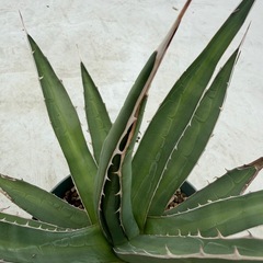 アガベ　パープソラム（帝釈天）の画像