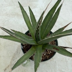 アガベ　パープソラム（帝釈天）の画像