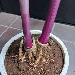 1万　レア★5 ハマユウ　ハマオモト　6号　赤葉　銅葉の画像