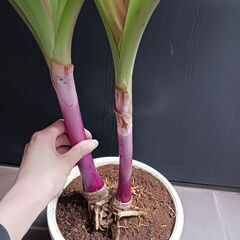 1万　レア★5 ハマユウ　ハマオモト　6号　赤葉　銅葉の画像