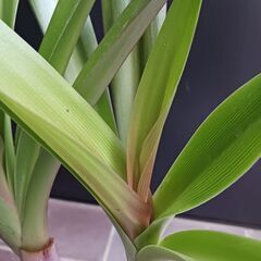 1万　レア★5 ハマユウ　ハマオモト　6号　赤葉　銅葉の画像