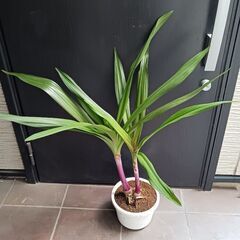 1万　レア★5 ハマユウ　ハマオモト　6号　赤葉　銅葉の画像