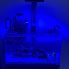 海水魚水槽セット！引き取り限定です。の画像