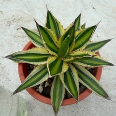 アガベ　五色万代の画像