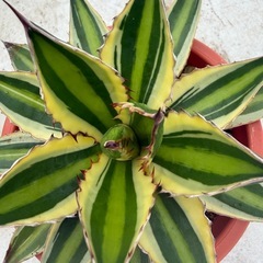 アガベ　五色万代の画像