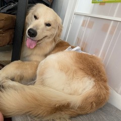 ゴールデンとピレニーズのミックス