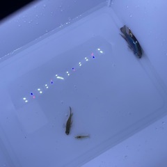 アピストグラマ　トリファスキアータ　ペアの画像