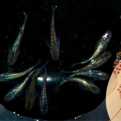 メダカ　ネプチューン　　5ペア　　　　　10/2810/28の画像
