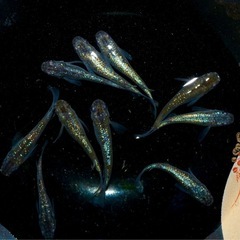 メダカ　ネプチューン　　5ペア　　　　　10/2810/28の画像