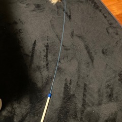 猫じゃらしの画像