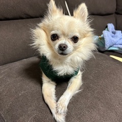 里親募集 チワワ♂と雑種黒猫♀