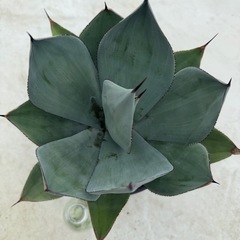 アガベ　セルシーノヴァの画像