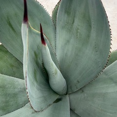 アガベ　セルシーノヴァの画像