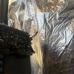 ツイードジャケット 卒業式 入学式 38の画像