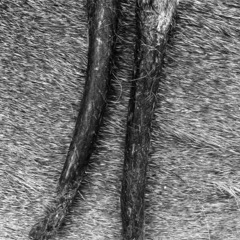 愛犬のオモチャ　蝦夷鹿の皮付き
角の画像