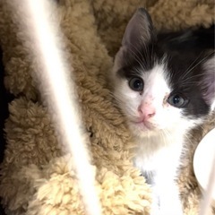 子猫祭りのねこねこランド保護猫譲渡会　キジトラ，ハチワレ子…