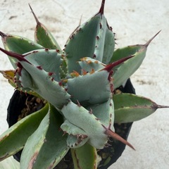 アガベ　キュービックの画像