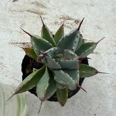 アガベ　キュービックの画像