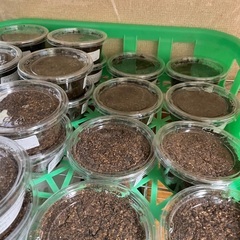 ダイオウヒラタクワガタ幼虫の画像