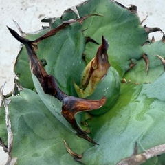 ①アガベ　オテロイ（姫巌流）の画像