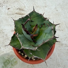 ①アガベ　オテロイ（姫巌流）の画像