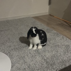 うさぎ 
