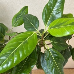 フィカス　ベンガレンシスの画像