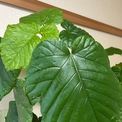 ウンベラータの画像