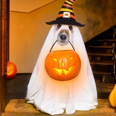 一緒にハロウィンパーティーしませんか？🎃 - 大阪市