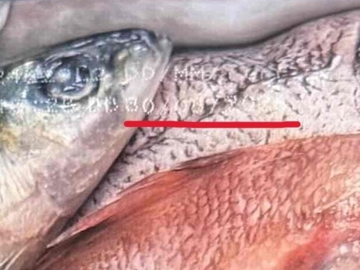 オリジン ドッグフード 6kg 
2個