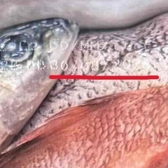 オリジン ドッグフード 6kg 
2個の画像