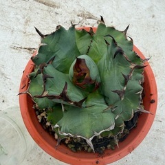 ②アガベ　オテロイ（姫巌流）の画像