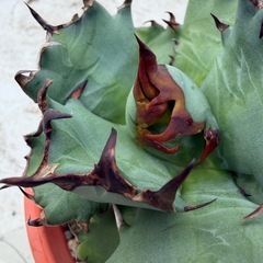 ②アガベ　オテロイ（姫巌流）の画像