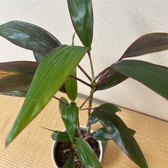 コルジリネの画像