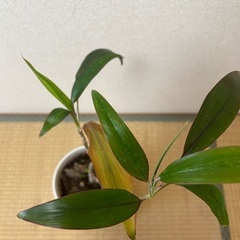 コルジリネの画像