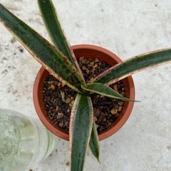 マンガベ　カレイドスコープ苗の画像