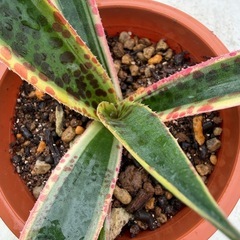 マンガベ　カレイドスコープ苗の画像