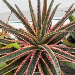 マンガベ　カレイドスコープ苗の画像