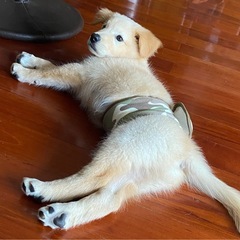 犬用マナーベルト Lの画像