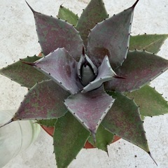 マンガベ　血雨雷神の画像