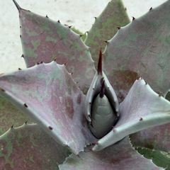 マンガベ　血雨雷神の画像