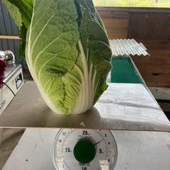 白菜量り売りの画像