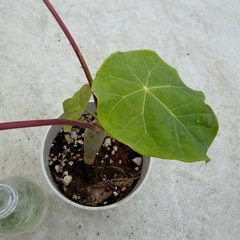 サンゴ油桐　苗の画像