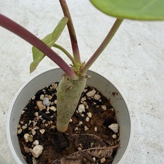 サンゴ油桐　苗の画像