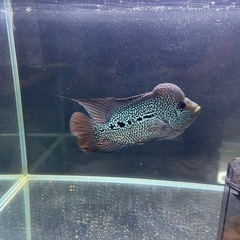 フラワーホーンの画像